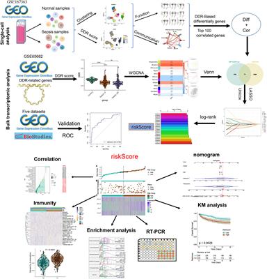 Prognostic stratification of sepsis through DNA damage response based RiskScore system: insights from single-cell RNA-sequencing and transcriptomic profiling